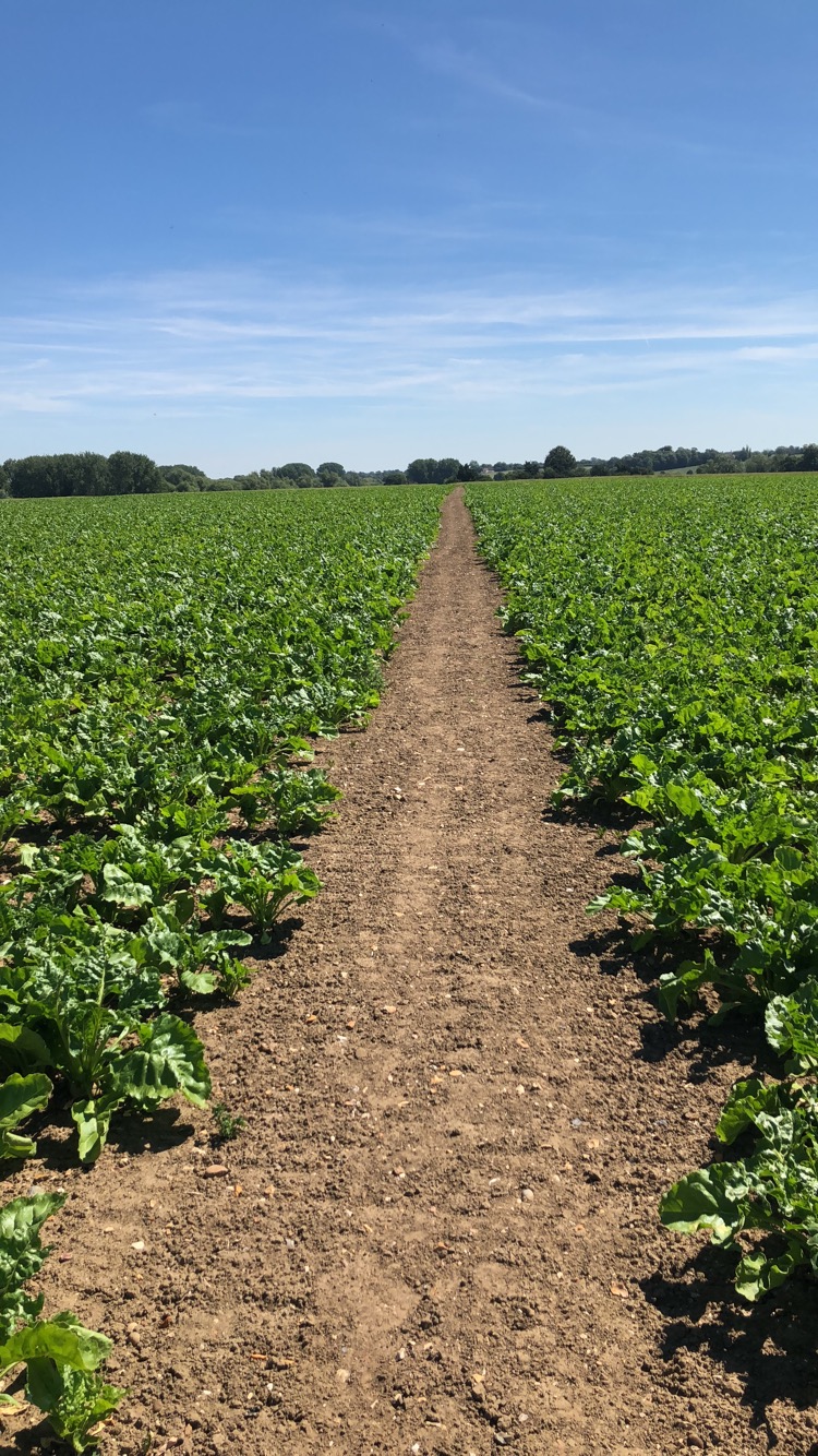 Footpath cut through crop